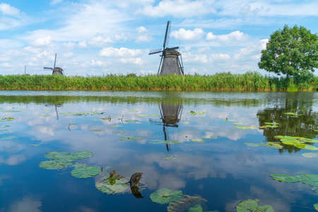 View across calm water with water-lily leaves in canal to historic windmill and one tree in long grass on other side, Kinderdijk, Netherlands.のeditorial素材