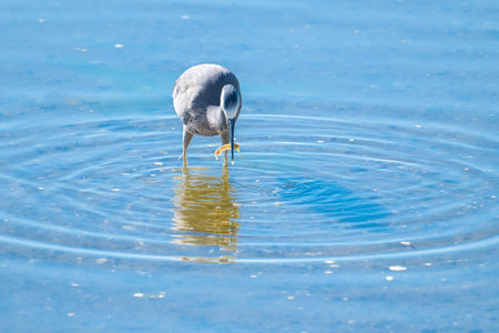 White faced heron wading and feeding having caught a marine crustacean.の写真素材