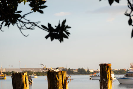 White fronted tern nesting on remaining old wharf posts standing under silhouette of trees on waters...