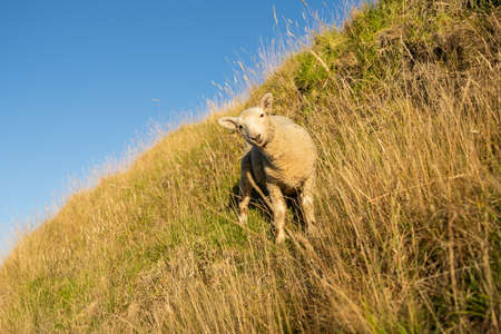 Lamb standing on slope of Mount Maunganui with blue skyの写真素材