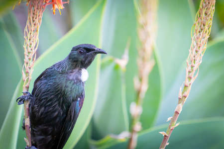 Tui looking alert on plant stem.の写真素材