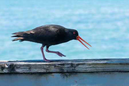 Black oyster-catcher walking along rail on Motuihe Island.の写真素材