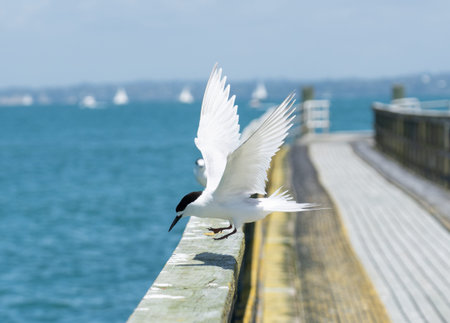 White fronted tern landing on long railing of jetty on Motuihe Island.