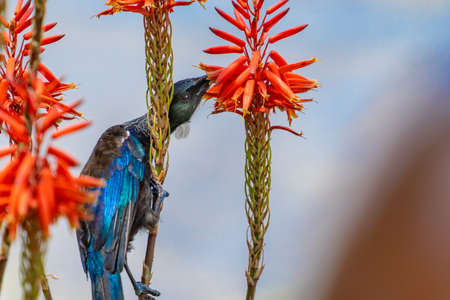 New Zealand Tui nectar feeding on red succulent flowerの写真素材