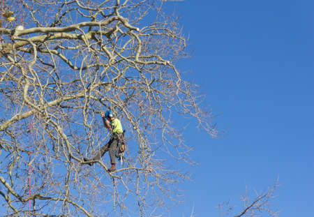 Tauranga new Zealand - July 2 2028; Arborist high in tree secured by abseiling ropes doing his job.の写真素材