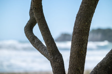 Tree in silhouette on beach with Mount Maunganui surf blurred in background.