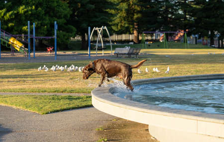 Large brown dog in water, wet and bedraggled fetching from water in Memorial Park Fountain.の写真素材