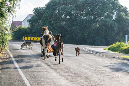 Te Kaha New Zealand - January 31 2022; Horse, foal and two dogs being led away along road by farmer riding quadbike.のeditorial素材