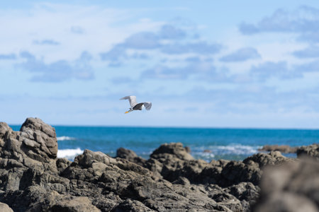 White-faced heron flies wings outstretched and legs trailing over rugged rocky coastline and view to horizon on east coast of Bay Of Plenty, New Zealand at Raukokore.の写真素材