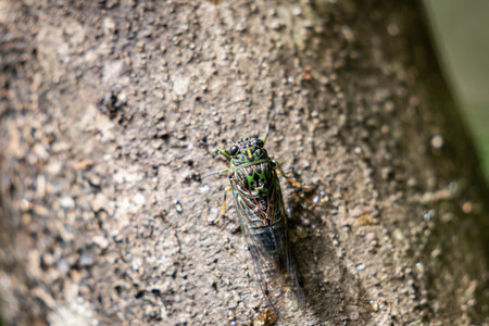 Chorus cicada on tree in forest chirping loudly.の写真素材
