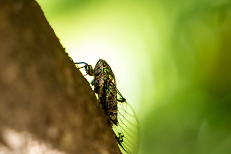 Cicada on tree in silhouette back-lit in forest.