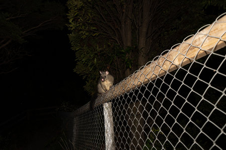 Possum being wary and careful on fence in dark of night