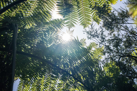 Skyward view through tree fern fronds and other foliage on Orokawa Track at Waihi Beach.