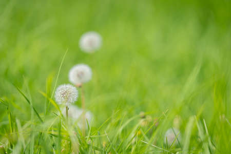 Delicate dandelion seed-head with bokeh two more leading away in lush green grass background.の写真素材