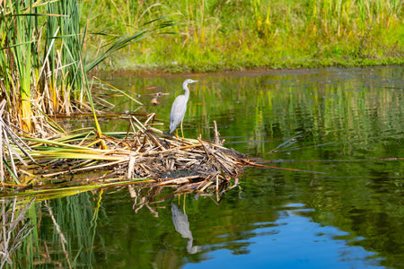 Juvenile white-faced heron standing on dry bulrushes in wetland pond, reflected in calm water.