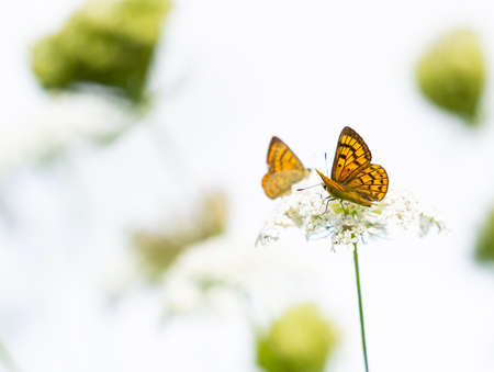 Small colorful butterfly on white wildflower closeup.の写真素材