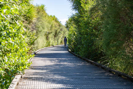 Tauranga New Zealand - March 10 2022; people on walkway through wetland and bush in Kopurererua Valley, Tauranga.のeditorial素材