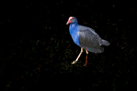 Bright and goofy looking Pukeko, or Australasian swamp-hen foraging around pond