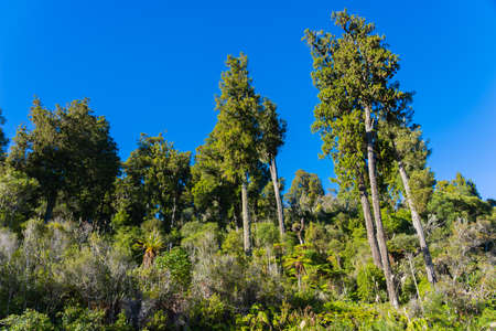 New Zealand bush and forest against blue sky from low point of view.の写真素材