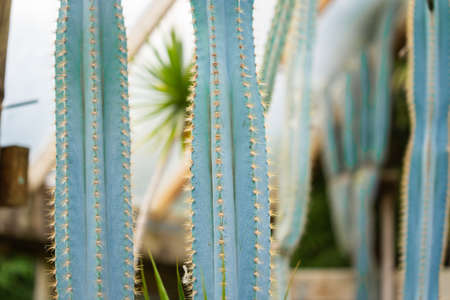 Cactus plants cultivated for ornamental garden and landscape.の写真素材