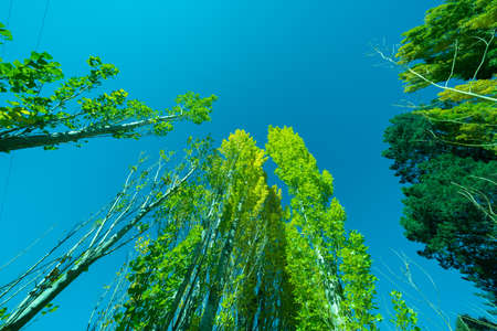 Retro effect trees towering skyward in autumn colors.の写真素材
