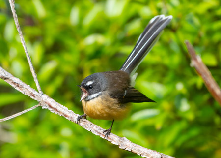 Piwakawaka or New Zealand pied fantail posing for portrait,with beak wide open.