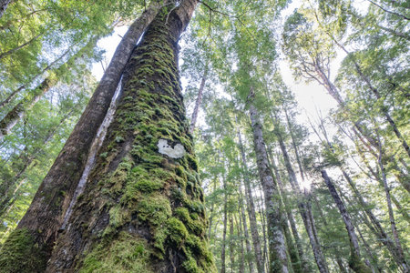 Tall trees converging skyward of beech rain forest in Fiordland, New Zealand.
