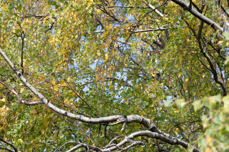 Close-up foliage and branches of silver birch tree.
