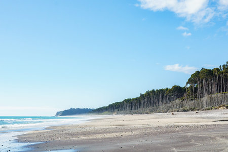 Tall rimu trees line beach at Bruce Bay on West Coast of South Island New Zealand.の写真素材