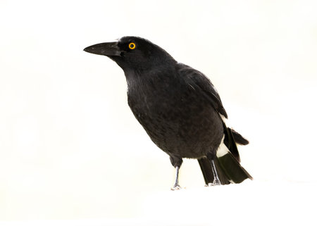 Black and white currawong bird of Australia isolated on white.の写真素材