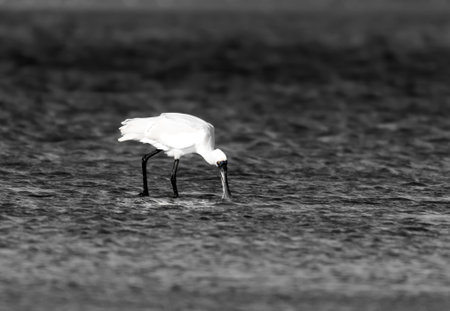 Beautiful royal or black-billed spoonbill wading and feeding along edge of Tauranga harbour, New zealand in monochrome with yellow eyelid of breeding adult in spot color.の写真素材