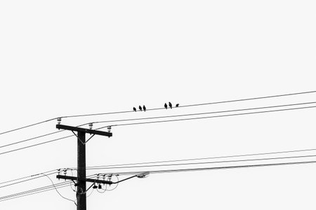 Minimalist six starlings perching on power-lines in monochrome.の写真素材