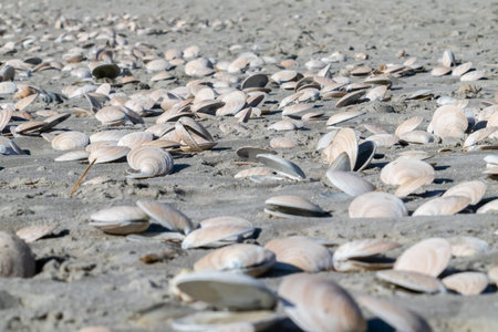 Seashells on seashore randomly washed up on beach at Mount Maunganui.
