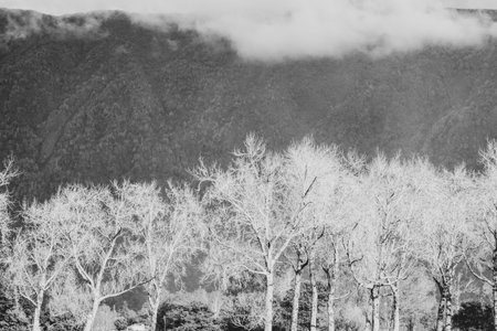 Hills form background to row of leafless deciduous trees in field, in black and white.