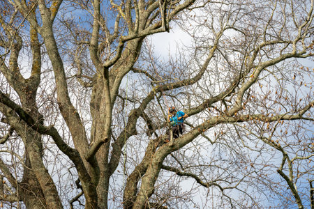 Tauranga New Zealand - July 9 2022;Young woman high in leafless tree trimming safely secured by...