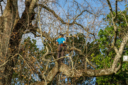 Tauranga New Zealand - July 9 2022;Young woman high in leafless tree trimming safely secured by ropes wearing helmet.のeditorial素材