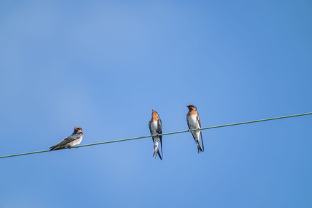 Three Small Welcome swallow high on power-line against blue sky.