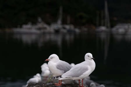 Seagull on pier with impression of marina in dark backgroundの写真素材
