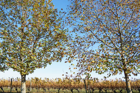 Deciduous trees frame view through to vineyards near Blenheim