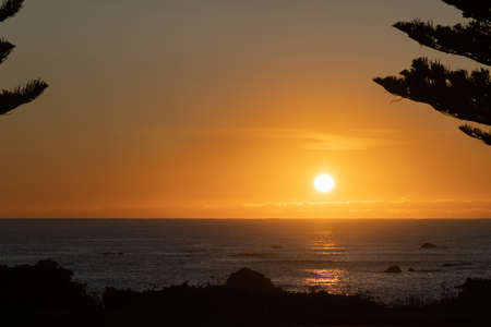 Golden sunrise over distant horizon with Norfolk Pine branches on foreshore of bay at Kaikoura.の写真素材