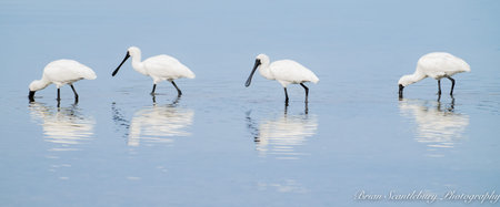 Royal spoonbill feeding in harbour shallows, Tauranga New zealandの写真素材