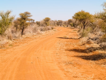 Red soil base to track winding through South African bush between acacia trees.の写真素材