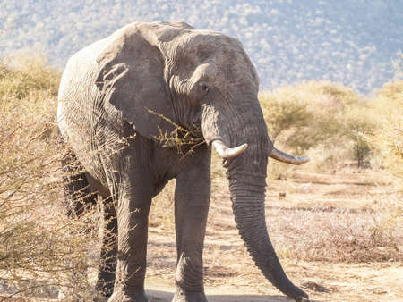 Large elephant with tusks trudging across landscape in Madikwe Reserve in South Africa.の写真素材