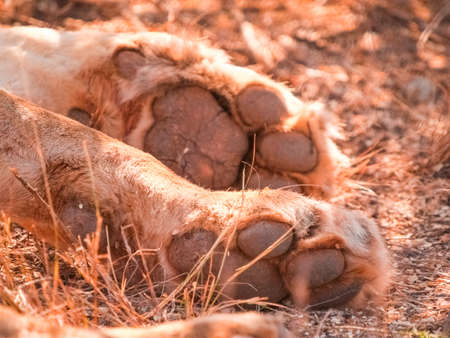 Lion. paws, focus on front foot with pads and claws.の写真素材