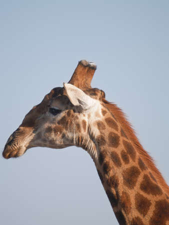 Portrait giraffe in Madikwe Reserve South Africaの写真素材