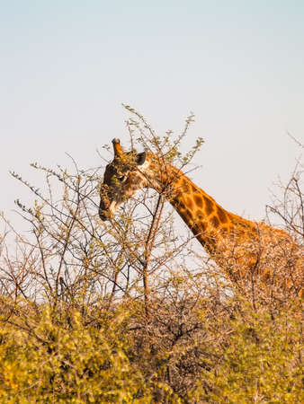 Tall giraffe feeding on spiky acacia trees in Madikwe Reserve South Africaの写真素材