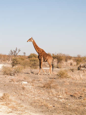 Tall giraffe in Madikwe Reserve South Africaの写真素材