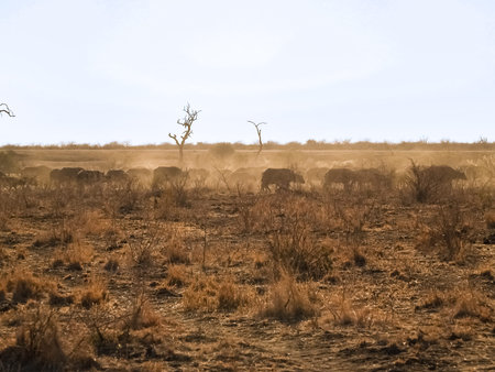 Golden landscape with dust kicked up by herd of passing buffalo through South Africa scrubの写真素材
