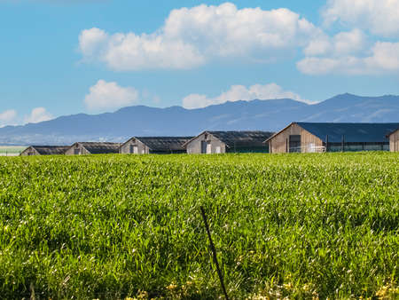 Row of farm sheds beyond green crop and in front of mountain range in South Africa.の写真素材