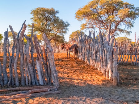Rustic fences from poles forming stockyards in desert environment in Botswana.
